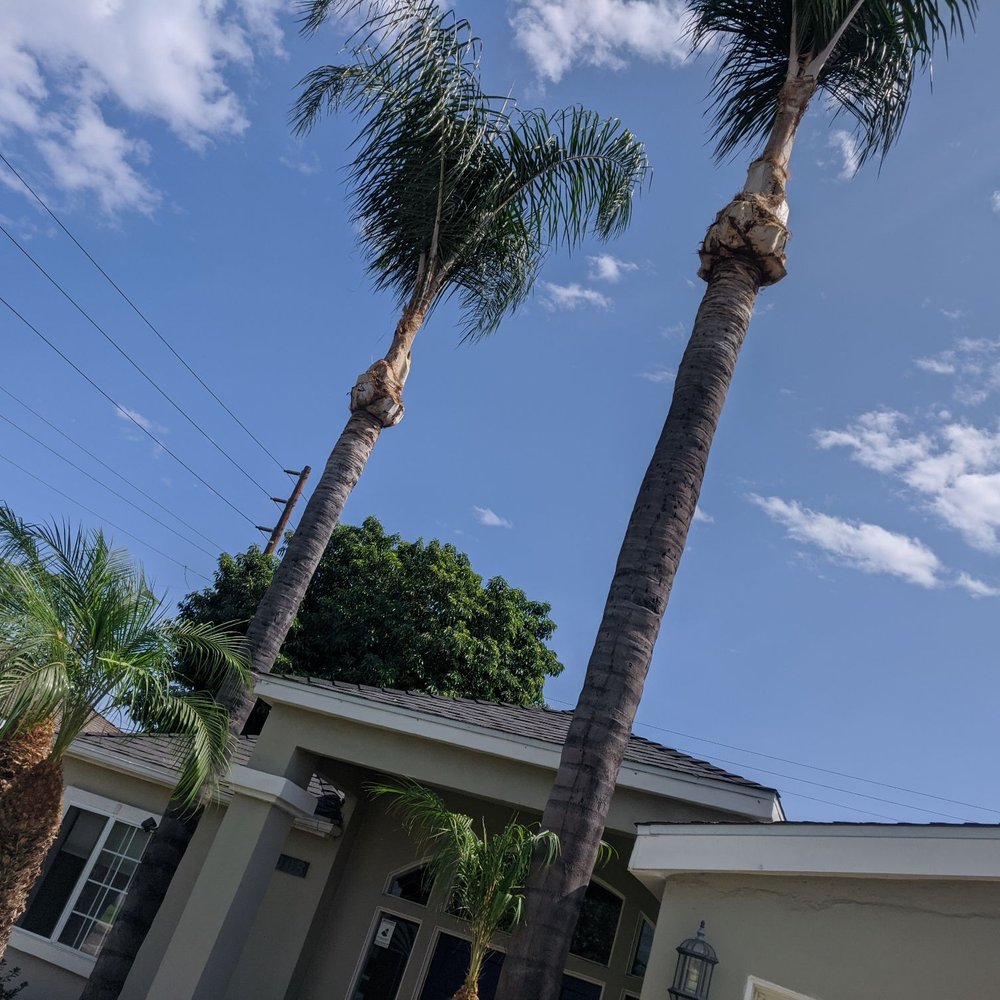 Top Unit Tree Service - after - Tree Services Near Me - Norwalk, California Top Unit Tree Service - after - Tree Services Near Me - Norwalk, California