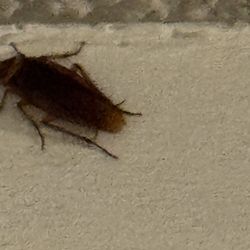 Talavera Apartments - Second floor hallway cockroach activity during the DAY!