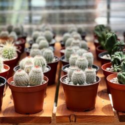Norens Nursery - The babies up front