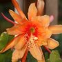 Photo of Annie’s Garden Gems