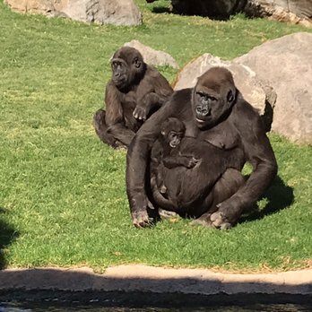 Bioparc - Zoos Near Me - Valencia, V