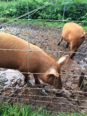 THE PIG-near Bath by null