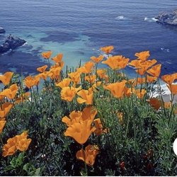 Raina Tachmuradova - eXp Realty Of California