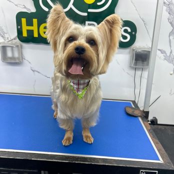 Hello Pets Groomers - Marcelino after. - Pet Groomers Near Me