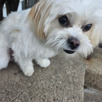 Bellevue Pet Adventures - Pet Groomers Near Me - Bellevue, Nebraska