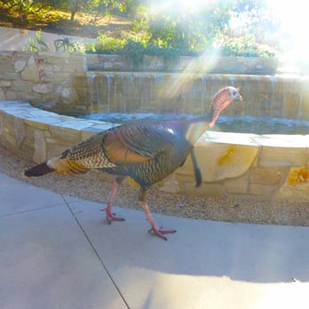 Carmel Valley Ranch - Part of the welcoming committee - Hotels Near Me - Carmel, California