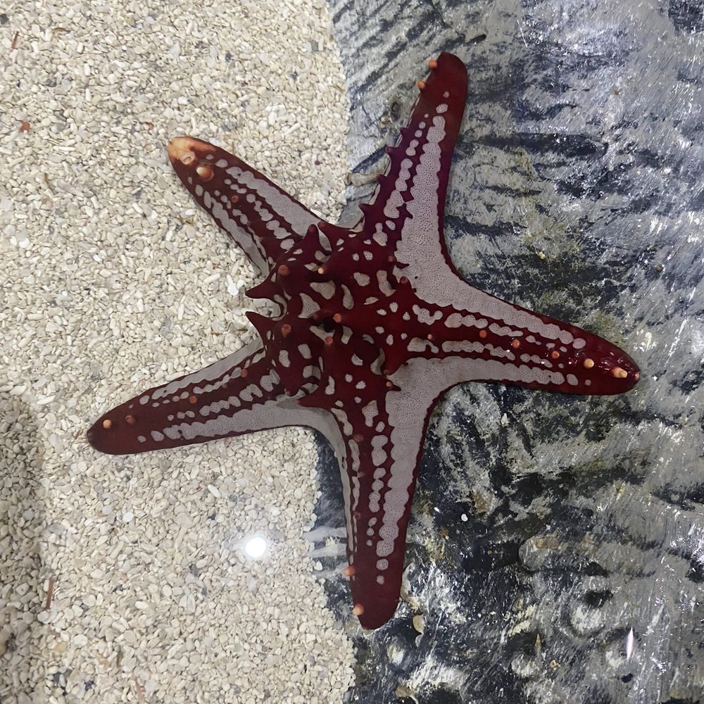 Blue Zoo - Aquariums Near Me - Baton Rouge, Louisiana