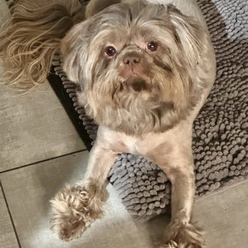 Bark City - Fresh groom on Diego- a 6 year old ShihTzu. - Pet Groomers Near Me - Baton Rouge, Louisiana