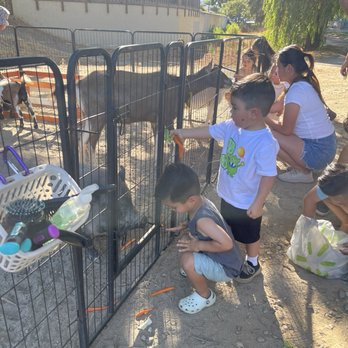 D'Rose Petting Zoo - Petting Zoos Near Me - Gilroy, California