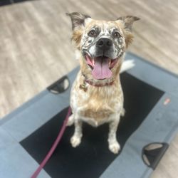 Waggles Pet Resort - Reese at training