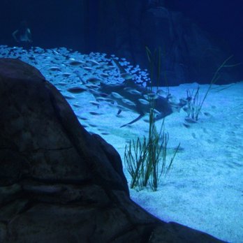 Georgia Aquarium - Aquariums Near Me - Atlanta, Georgia