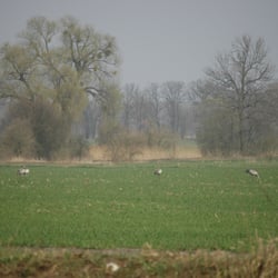 Schloß Golßen - Kraniche in der Nähe von Golßen