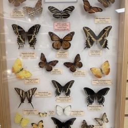 Trout Lake Nature Center - Butterfly