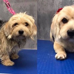 dog lovers blackburn