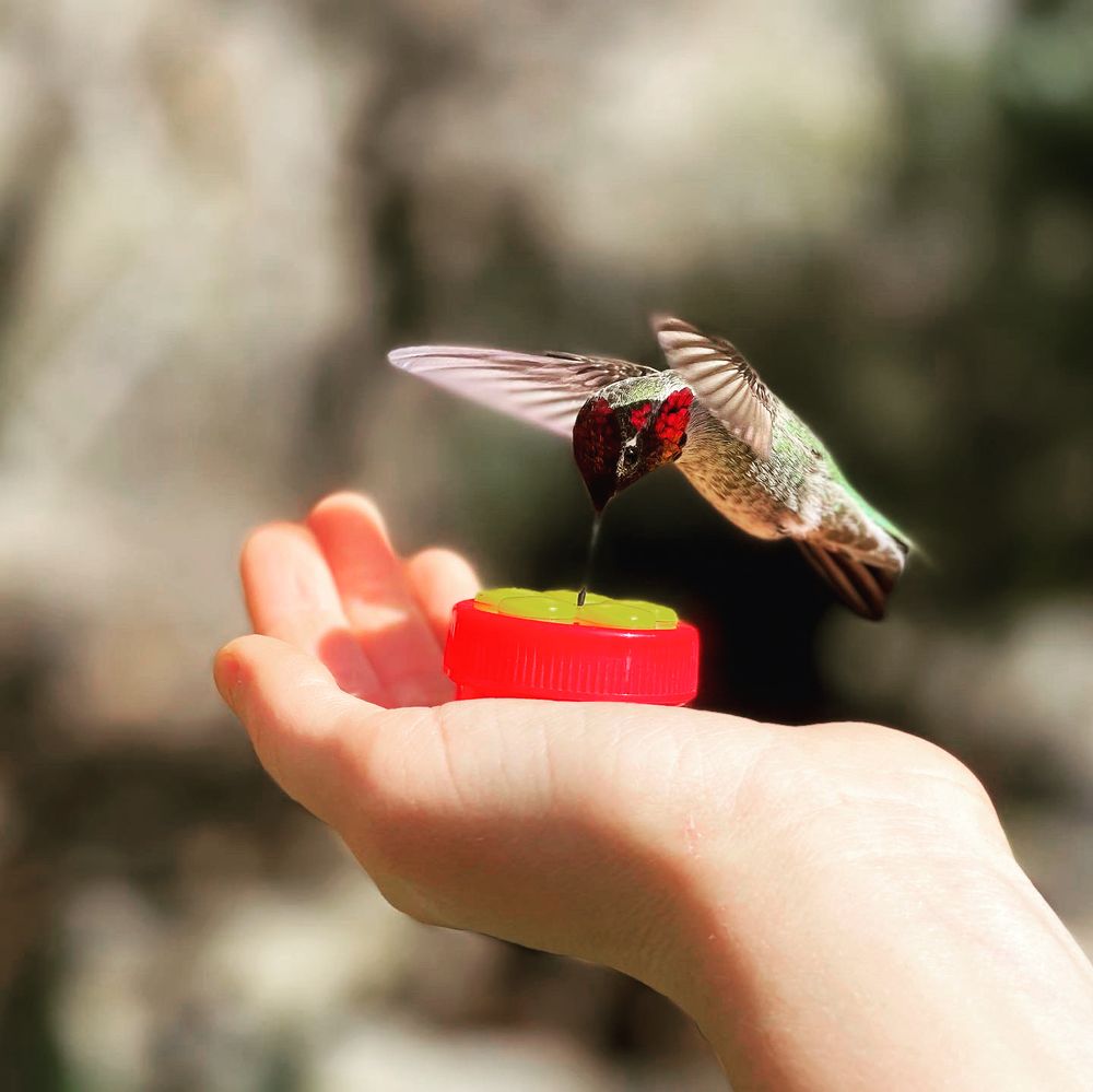 Social spots from The Hummingbird Sanctuary