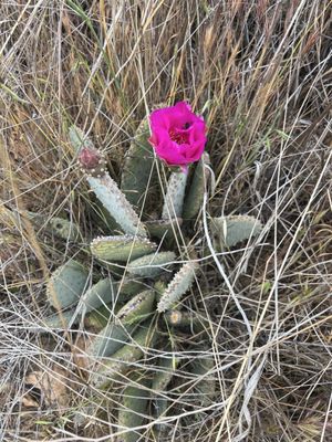 Vasquez Rocks Natural Area and Nature Center by null