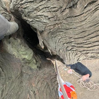 Kleinheinz Arborist Services - Large split inside Cypress tree in San Francisco - Tree Services Near Me Kleinheinz Arborist Services - Large split inside Cypress tree in San Francisco - Tree Services Near Me