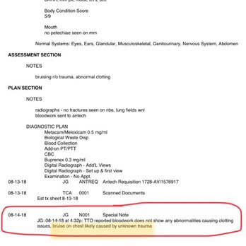 Ironmaya Pet Grooming - Vet's note confirming the bruise was caused by unknown trauma. - Pet Groomers Near Me - Arcadia, California Ironmaya Pet Grooming - Vet's note confirming the bruise was caused by unknown trauma. - Pet Groomers Near Me - Arcadia, California