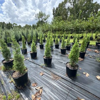 Flowing Well Tree Farm - Southern red cedar - Nurseries & Gardening Near Me - Pierson, Florida Flowing Well Tree Farm - Southern red cedar - Nurseries & Gardening Near Me - Pierson, Florida