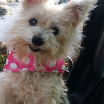 Raj Singh, DVM - Dr Singh is a very caring and very reasonable on Prices...My lulu is my everything. .I'm comfortable with Dr Singh... - Veterinarians Near Me