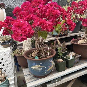 Shuna’s Succulent House - Bonsai Bougainvillea - Nurseries & Gardening Near Me - Chino, California