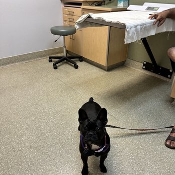 VCA Valley Oak Veterinary Center - Before seeing dr - Veterinarians Near Me - Chico, California VCA Valley Oak Veterinary Center - Before seeing dr - Veterinarians Near Me - Chico, California
