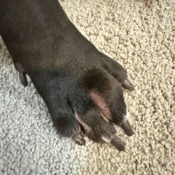 Queen Creek Veterinary Clinic - Infected puppy paw. - Veterinarians Near Me - Queen Creek, Arizona Queen Creek Veterinary Clinic - Infected puppy paw. - Veterinarians Near Me - Queen Creek, Arizona