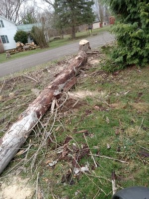 Safe, Reliable Tree Removal - Carl's Tree Removal offers expert tree removal for homeowners concerned about storm damage, overgrowth, or hazardous limbs. Our certified team uses industry-leading equipment to ensure every job is completed safely and efficiently. Whether it's one tree or an entire lot, trust Carl's to get it done without damaging your property. Safe, Reliable Tree Removal - Carl's Tree Removal offers expert tree removal for homeowners concerned about storm damage, overgrowth, or hazardous limbs. Our certified team uses industry-leading equipment to ensure every job is completed safely and efficiently. Whether it's one tree or an entire lot, trust Carl's to get it done without damaging your property.