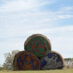 Pearson's Pumpkin Place