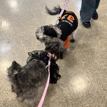 PetSmart - This is Phoebe making friends at the Trick or Treat event on Sunday - Pet Stores Near Me - Santa Clarita, California PetSmart - This is Phoebe making friends at the Trick or Treat event on Sunday - Pet Stores Near Me - Santa Clarita, California