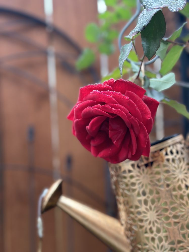 PLANTS FOR ALL SEASONS Updated September 2024 27 Photos & 33