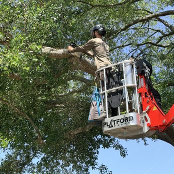 Durham Parkers Tree Service - Durham Parker is highly skilled in his work. HE'S the one you want doing your tree work! - Tree Services Near Me - Atlantic Beach, Florida Durham Parkers Tree Service - Durham Parker is highly skilled in his work. HE'S the one you want doing your tree work! - Tree Services Near Me - Atlantic Beach, Florida