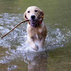 Fully Loaded Canines