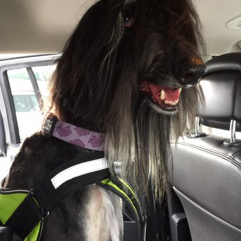Bow Wow Wow - Great job Angel and Bow-wow wow!!best cut ever you'd do good with my boy! - Pet Groomers Near Me - Staten Island, New York Bow Wow Wow - Great job Angel and Bow-wow wow!!best cut ever you'd do good with my boy! - Pet Groomers Near Me - Staten Island, New York