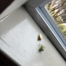 Advanced Concepts Carpet Care - Cobwebs and bugs on window sills in common areas not cleaned