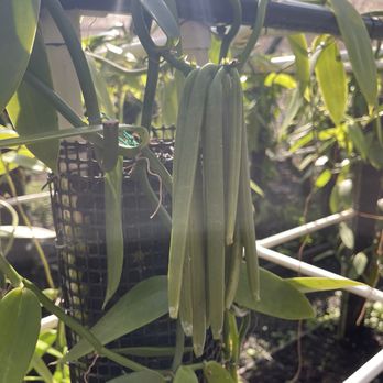 The Vanillerie - Attraction Farms Near Me - Kailua-Kona, Hawaii