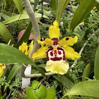 Ritter Tropic 1 Orchids - Miltoniopsis - Nurseries & Gardening Near Me - Kissimmee, Florida