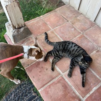 Paws Learn In Paradise - Harlo wanted to eat this cat when we first showed up - Pet Training Near Me - Valley Center, California Paws Learn In Paradise - Harlo wanted to eat this cat when we first showed up - Pet Training Near Me - Valley Center, California