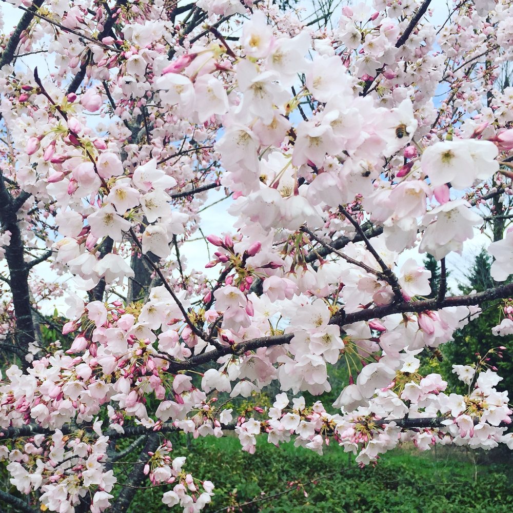 Nina E Hofmeijer - grief counselor in Eugene, OR