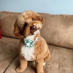 Pixel Pets Pet Salon - Dog Groom by Anastaxia at Pixel Pets