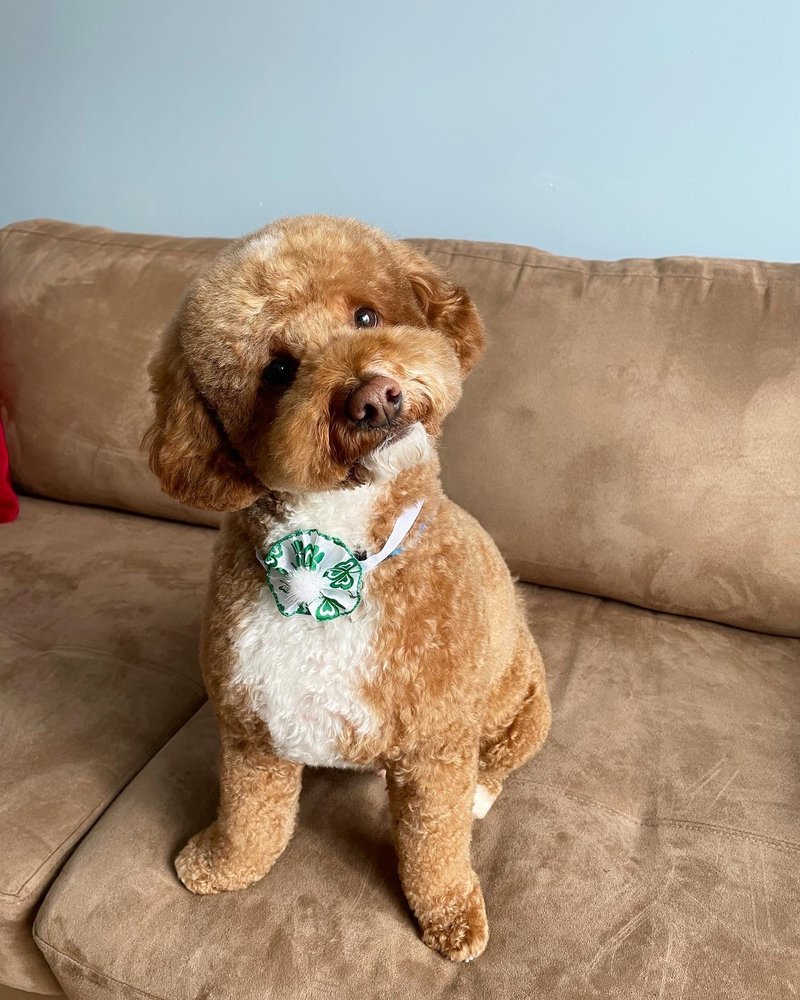 Pixel Pets Pet Salon Image