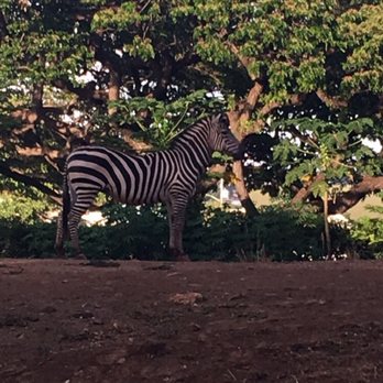 Honolulu Zoo - Zoos Near Me - Honolulu, Hawaii