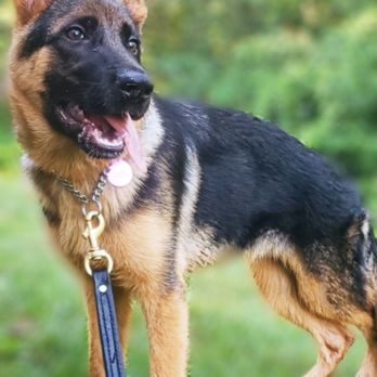 shiraz german shepherds