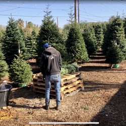 Trimming our xmas tree