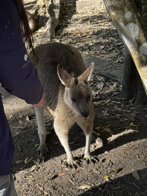 Australia Zoo by null