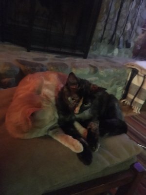 big bear city animal hospital