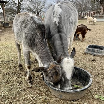 Cathy's Critters - Petting Zoos Near Me - Princeton, Texas Cathy's Critters - Petting Zoos Near Me - Princeton, Texas