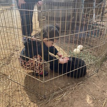 J R Pony Parties - This sweet bunny they brought out had the best temperament, esp for children - Party & Event Planning Near Me - Las Vegas, Nevada