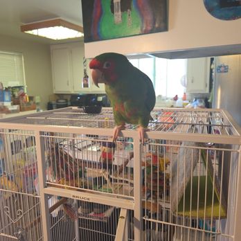 Fine Feathered Friends Foundation - This is Bruce my bird I adopted from fine feathered friends. He's such a joy . It's so cute when he says hi - Animal Shelters Near Me Fine Feathered Friends Foundation - This is Bruce my bird I adopted from fine feathered friends. He's such a joy . It's so cute when he says hi - Animal Shelters Near Me