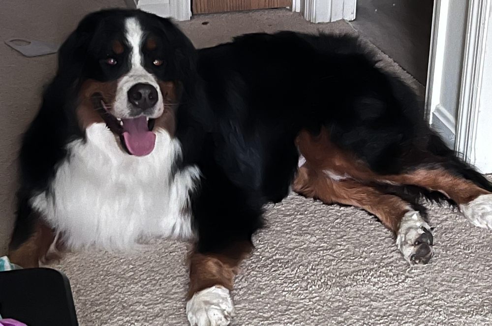 BROADWAY PAWS Updated September 2024 23 Photos 1054 Monroe Rd